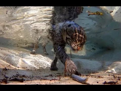 盘点那些怕水的猫咪,盘点那些不怕水的猫咪