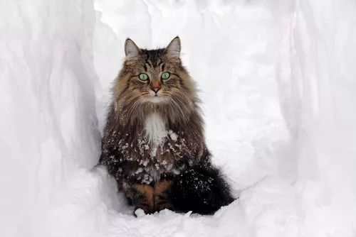 盘点那些怕水的猫咪,盘点那些不怕水的猫咪