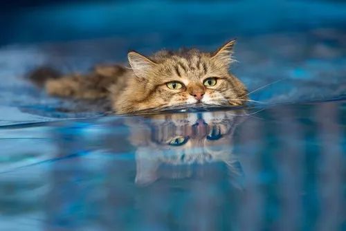盘点那些怕水的猫咪,盘点那些不怕水的猫咪
