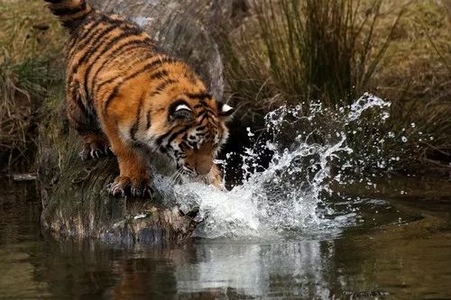 盘点那些怕水的猫咪,盘点那些不怕水的猫咪