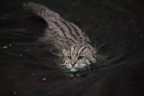 盘点那些怕水的猫咪,盘点那些不怕水的猫咪