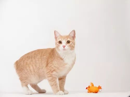 盘点那些怕水的猫咪,盘点那些不怕水的猫咪
