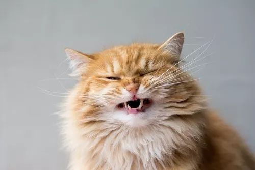 盘点那些怕水的猫咪,盘点那些不怕水的猫咪