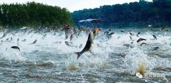 鱼跳出鱼缸的迷信说法,鱼经常跳出鱼缸是怎么回事