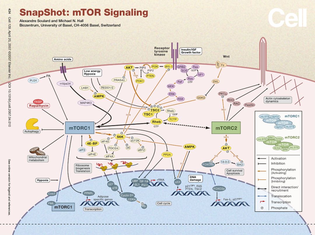 mTOR通路针对代谢调控的一点微小贡献