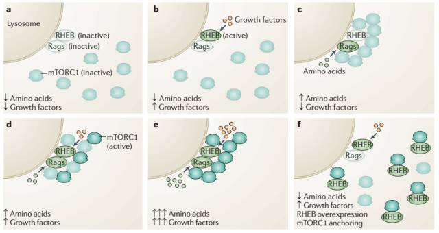 mTOR通路针对代谢调控的一点微小贡献