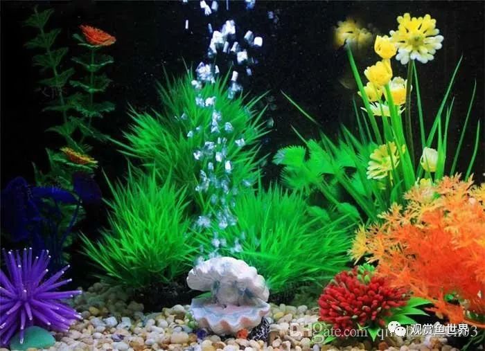 鱼跳出鱼缸的迷信说法,鱼经常跳出鱼缸是怎么回事