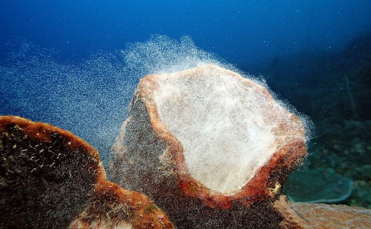 海洋探秘蓝鲸的秘密,海洋探秘的资料有哪些