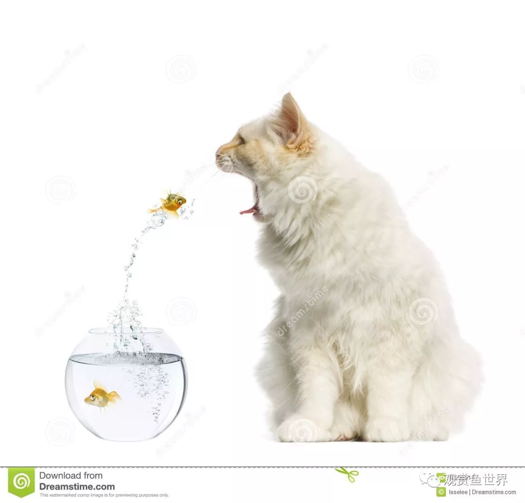 鱼跳出鱼缸的迷信说法,鱼经常跳出鱼缸是怎么回事