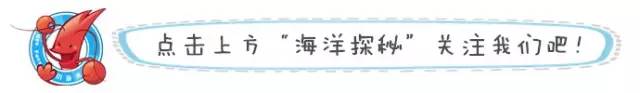 海洋探秘蓝鲸的秘密,海洋探秘的资料有哪些