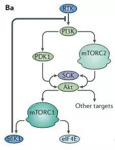 mTOR通路针对代谢调控的一点微小贡献