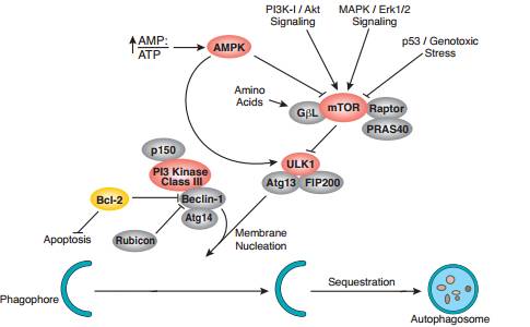 mTOR通路针对代谢调控的一点微小贡献