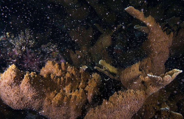 海洋探秘蓝鲸的秘密,海洋探秘的资料有哪些