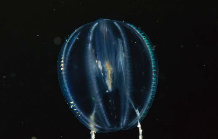 海洋探秘蓝鲸的秘密,海洋探秘的资料有哪些