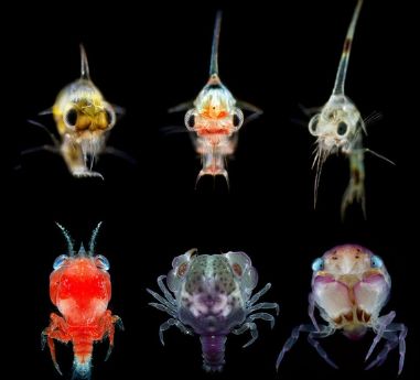 海洋探秘蓝鲸的秘密,海洋探秘的资料有哪些