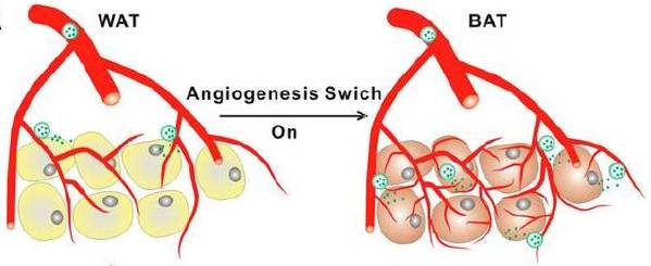 精准轰炸你的肥肉！MIT这个科学狂人要用靶向药拯救胖子|奇点猛科