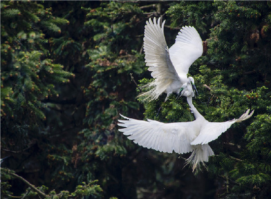 李纪恒：把大盈江和瑞丽江打造成国内外知名旅游目的地