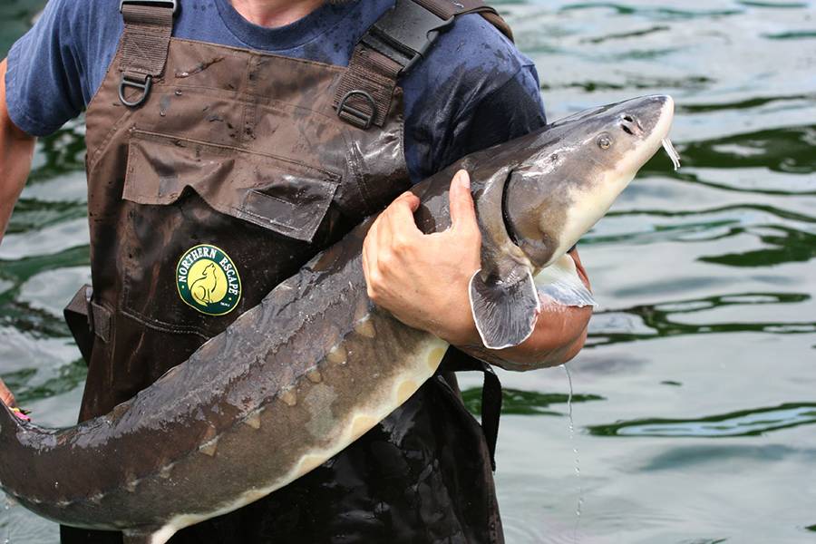 顶级鱼子酱是什么鱼产出来的,世界顶级鱼子酱到底是什么滋味