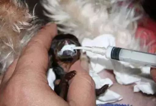 茶杯犬的背后商业链,茶杯犬奶茶店