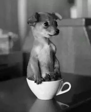 茶杯犬的背后商业链,茶杯犬奶茶店