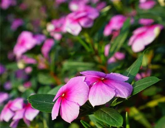 我有一座美丽的海岛,我有一座海岛免费下载