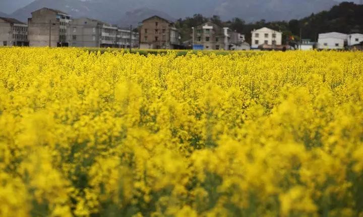 我有一座美丽的海岛,我有一座海岛免费下载