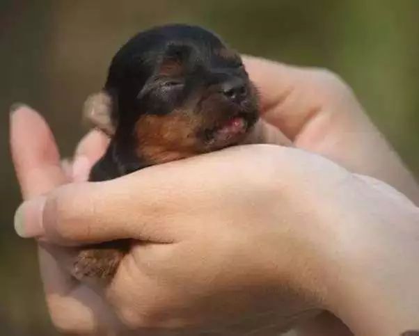 茶杯犬的背后商业链,茶杯犬奶茶店