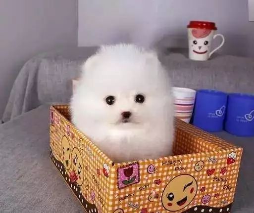 茶杯犬的背后商业链,茶杯犬奶茶店