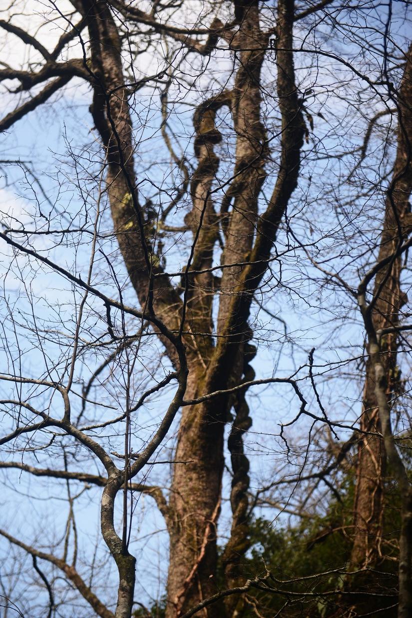 穿越小雷公坪,小雷公实战视频