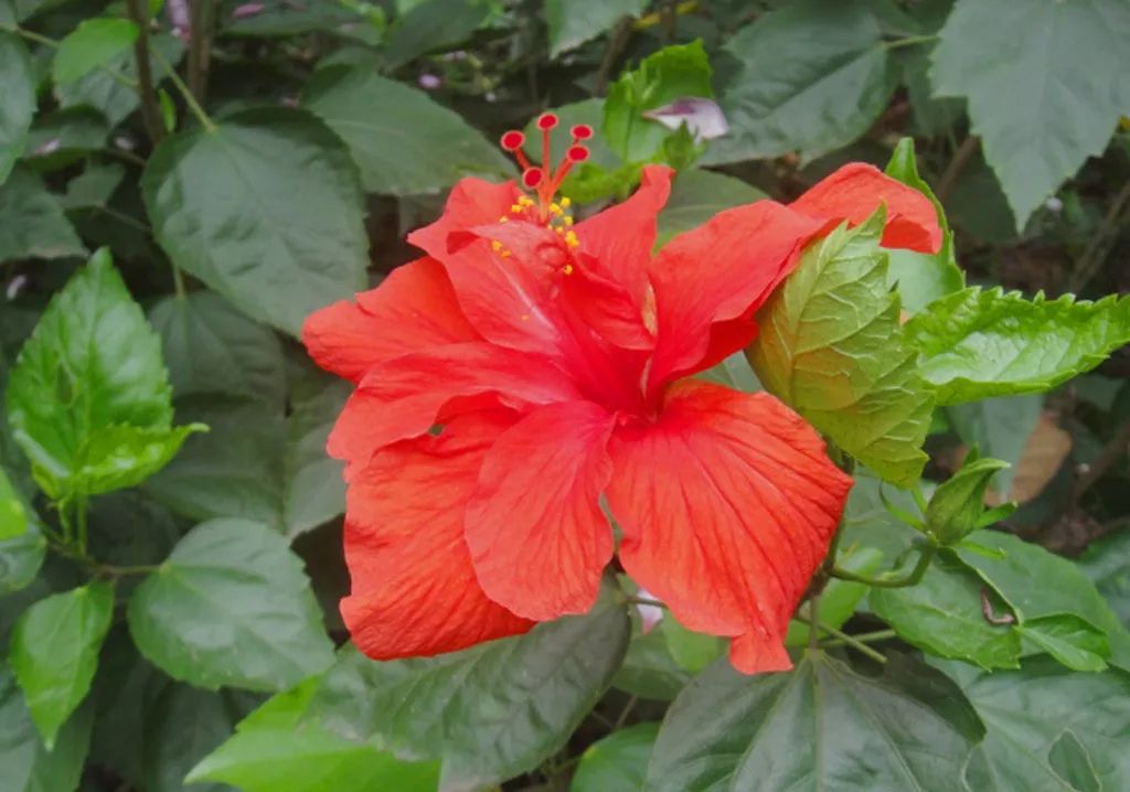 家里养的花掉叶子怎么处理,栀子花叶子发黄干枯掉叶子怎么办