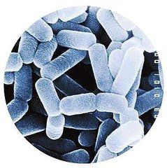 益生菌一般菌株含量多少,益生菌种类图鉴