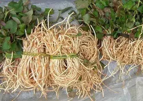 又是一年摘野菜季节,赣州有哪些野菜