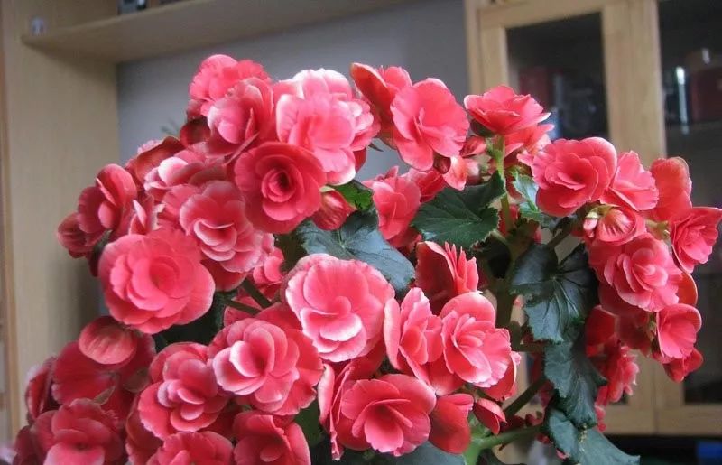 家里养的花掉叶子怎么处理,栀子花叶子发黄干枯掉叶子怎么办