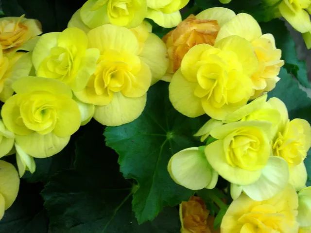 家里养的花掉叶子怎么处理,栀子花叶子发黄干枯掉叶子怎么办