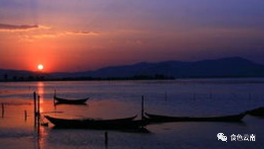 云南淡水鱼类图鉴,云南鱼类有哪些