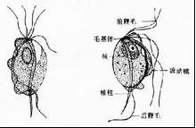 女性难言之隐怎么治,女人有疾病难言之隐的表现