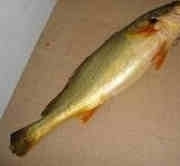 一条鱼上百万黄唇鱼,黄唇鱼身价上百万