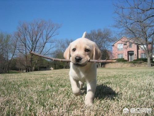 狗自己撒尿拉屎,狗自己拉了自己吃咋回事