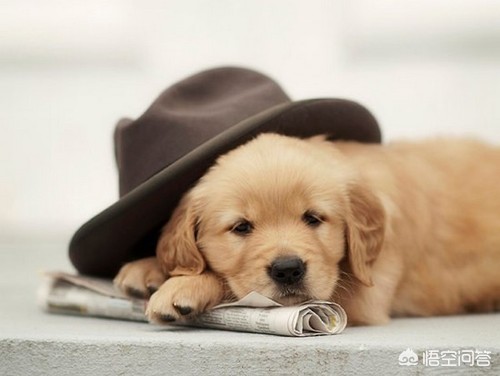 狗自己撒尿拉屎,狗自己拉了自己吃咋回事