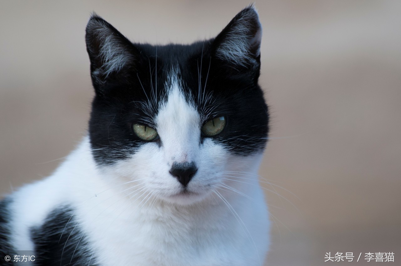 猫咪走丢让流浪猫找回,猫咪离家出走不知它在哪如何找回