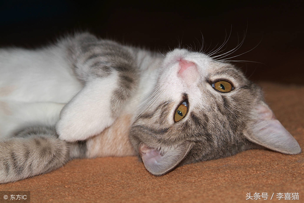 猫咪走丢让流浪猫找回,猫咪离家出走不知它在哪如何找回