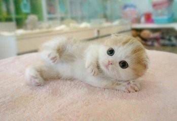 浣犵殑鐚吇鐨勫拫鏍蜂簡,浣犵殑鐚挭椹辫櫕浜嗗悧