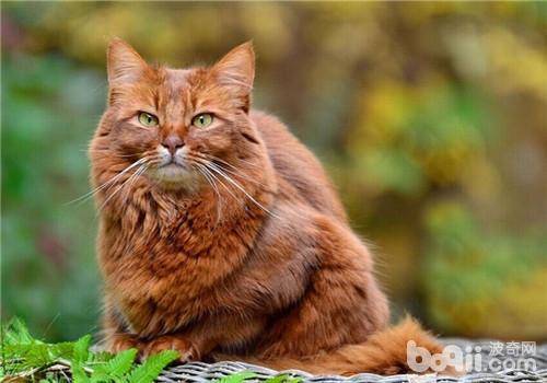 浣犵殑鐚吇鐨勫拫鏍蜂簡,浣犵殑鐚挭椹辫櫕浜嗗悧