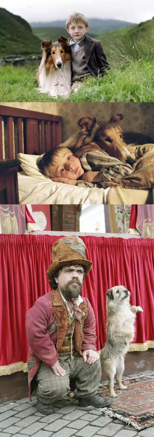 十大最经典的狗狗电影,十部最催人泪下的狗狗电影