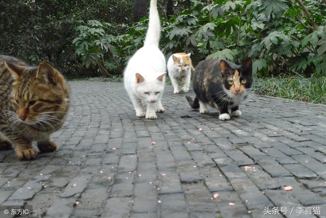 猫咪走丢让流浪猫找回,猫咪离家出走不知它在哪如何找回