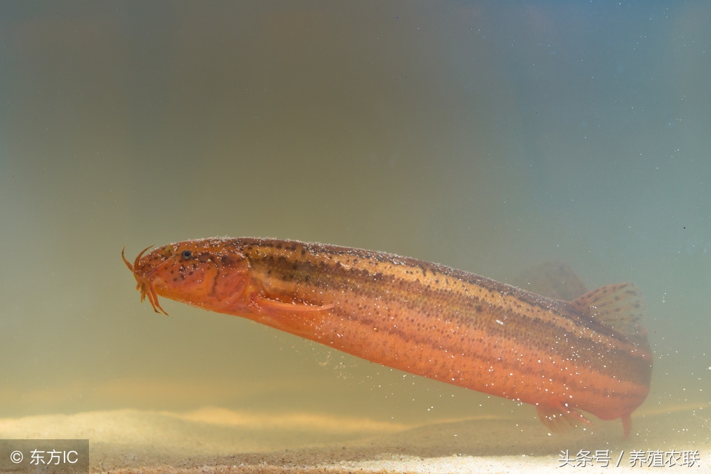 泥鳅苗饲养,泥鳅苗养殖最佳时间