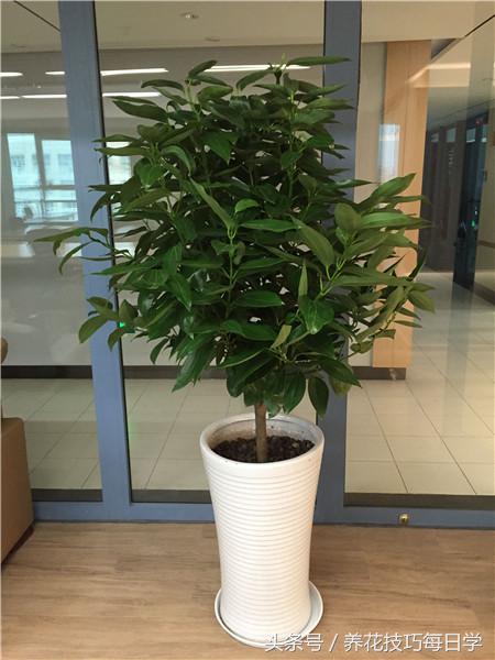 平安树为什么不开花了,平安树长出的新芽发黑