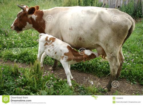 牛流产前兆有哪些症状,牛流产的原因和处理方法