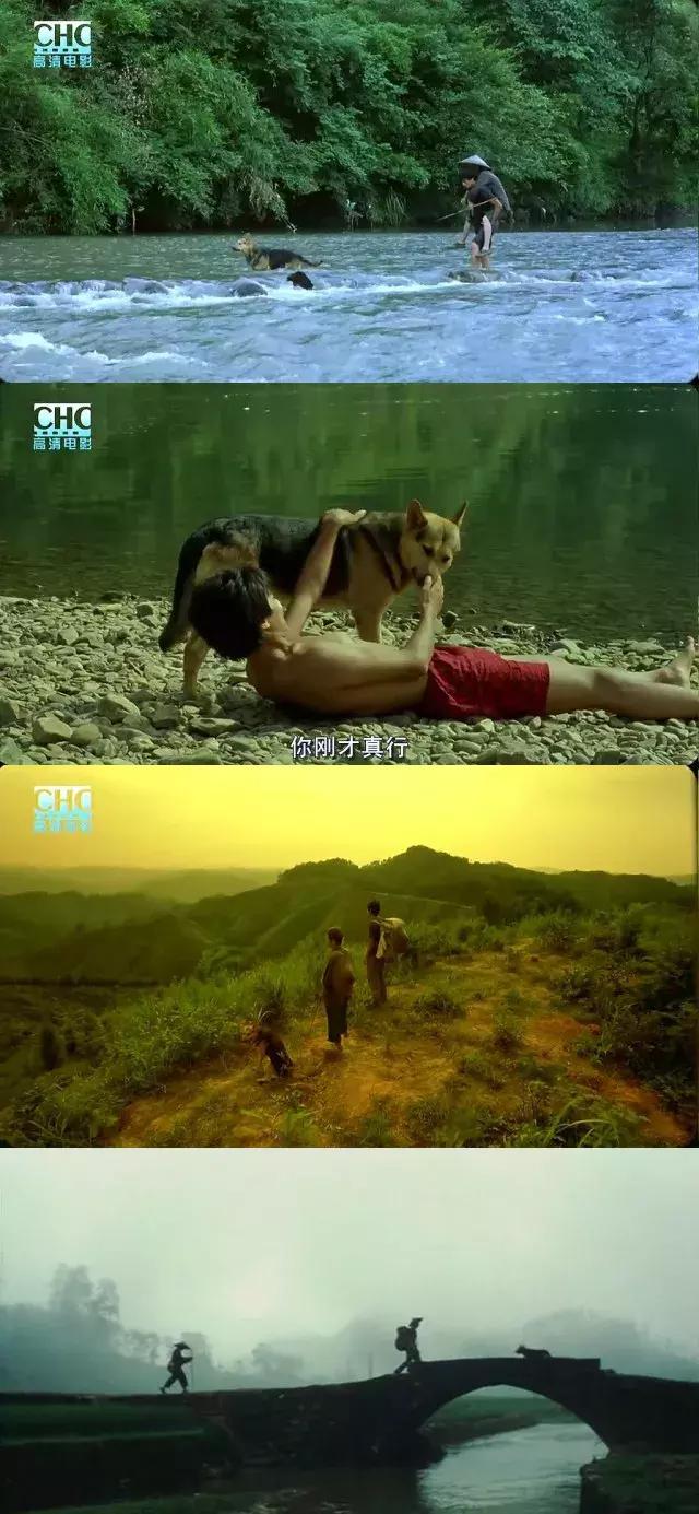 十大最经典的狗狗电影,十部最催人泪下的狗狗电影