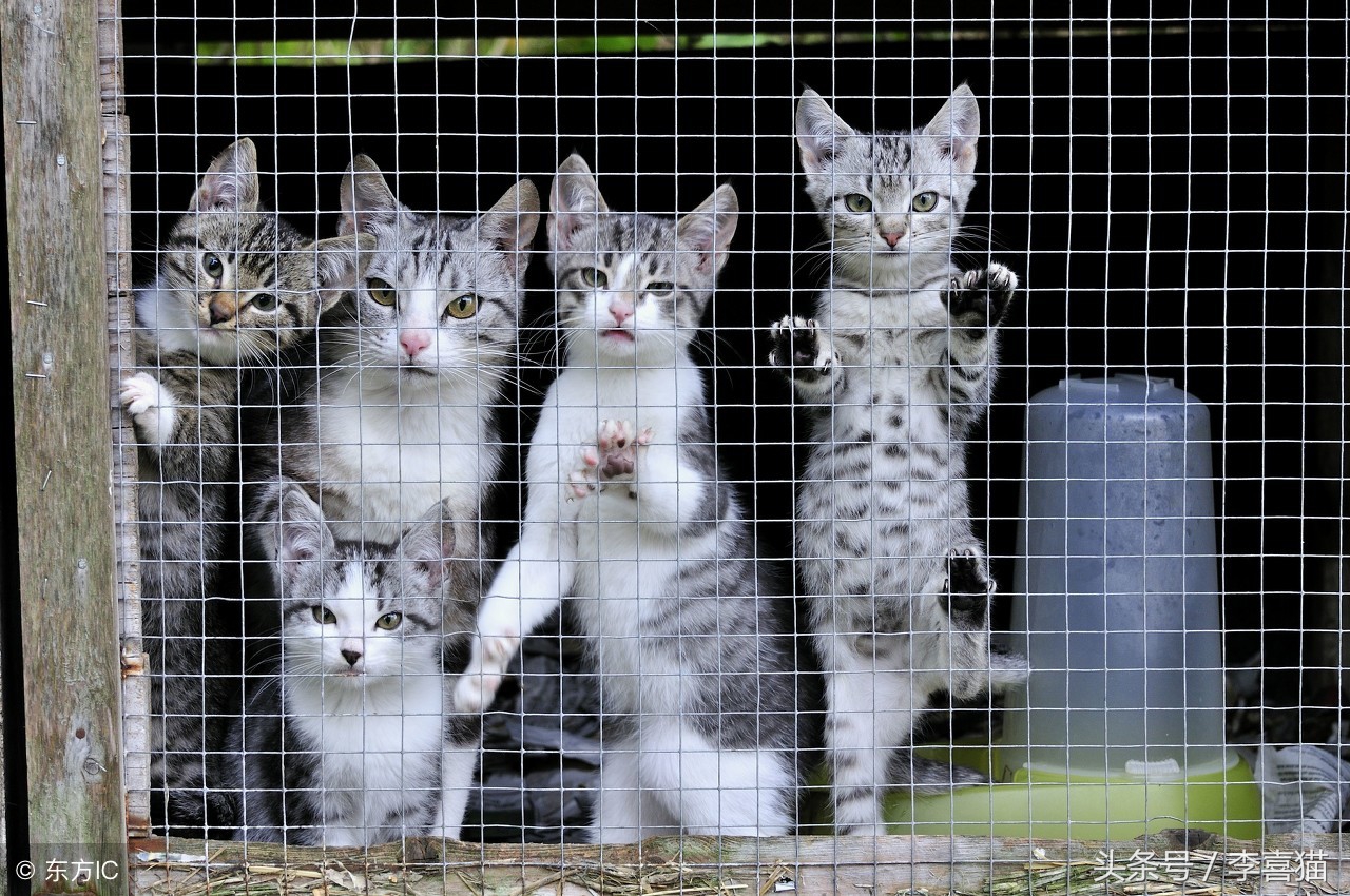 猫咪走丢让流浪猫找回,猫咪离家出走不知它在哪如何找回